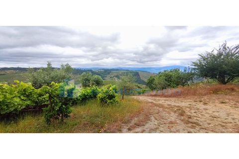 Farm i Vila Real, Vila Real, Vila Real - € 230.000 | Ref: Qta018 - foto 11