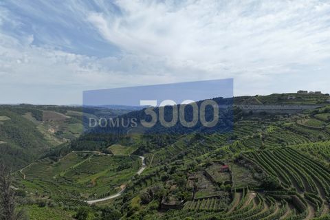 Farm i Vila Real, Vila Real, Vila Real - € 230.000 | Ref: Qta018 - foto 18