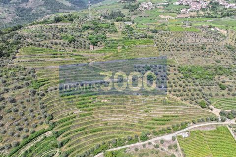 Farm i Vila Real, Vila Real, Vila Real - € 230.000 | Ref: Qta018 - foto 19