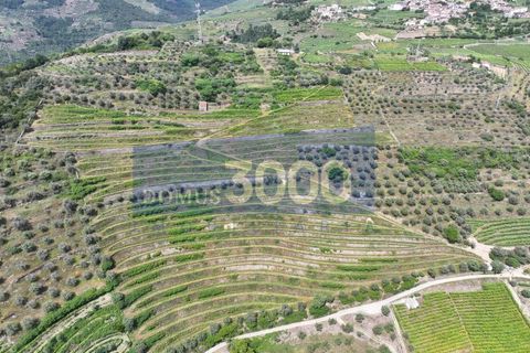 Farm i Vila Real, Vila Real, Vila Real - € 230.000 | Ref: Qta018 - foto 20