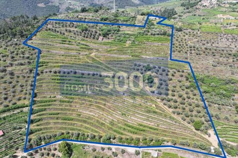 Farm i Vila Real, Vila Real, Vila Real - € 230.000 | Ref: Qta018 - foto 21