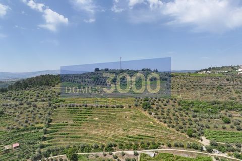 Farm i Vila Real, Vila Real, Vila Real - € 230.000 | Ref: Qta018 - foto 22