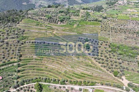 Farm i Vila Real, Vila Real, Vila Real - € 230.000 | Ref: Qta018 - foto 23