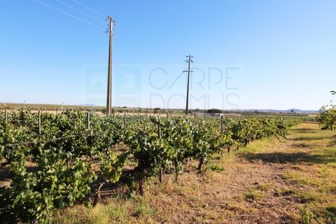 Villa a Campo Maior, Portalegre, Campo Maior - € 445.000 | Ref: CAS_3932 - foto 36