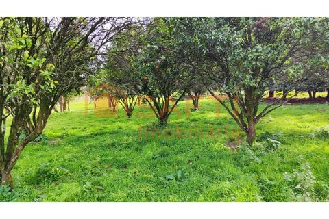 Villa i Viana do Castelo, Viana do Castelo, Viana do Castelo - € 850.000 | Ref: SAFTI:007268 - foto 19