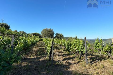 Granja a Vila Real, Vila Real, Vila Real - € 175.000 | Ref: MHI276 - foto 10