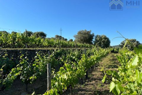 Granja a Vila Real, Vila Real, Vila Real - € 175.000 | Ref: MHI276 - foto 11