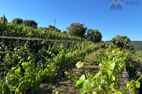 Granja a Vila Real, Vila Real, Vila Real - € 175.000 | Ref: MHI276 - foto 12