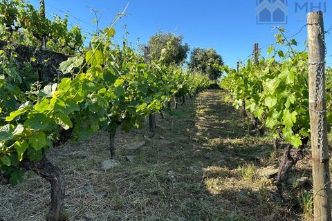Granja a Vila Real, Vila Real, Vila Real - € 175.000 | Ref: MHI276 - foto 27