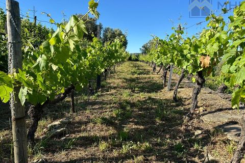 Granja a Vila Real, Vila Real, Vila Real - € 175.000 | Ref: MHI276 - foto 28