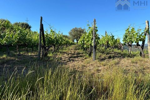 Granja a Vila Real, Vila Real, Vila Real - € 175.000 | Ref: MHI276 - foto 37