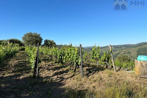 Granja a Vila Real, Vila Real, Vila Real - € 175.000 | Ref: MHI276 - foto 47