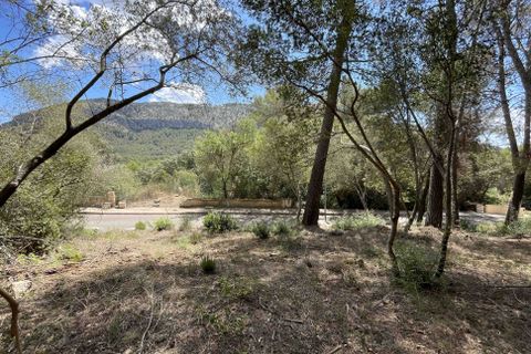 Terra a Sa Pobla, Mallorca, Sa Pobla - € 350.000 | Ref: 79661 - foto 2