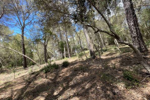 Terra a Sa Pobla, Mallorca, Sa Pobla - € 350.000 | Ref: 79661 - foto 3