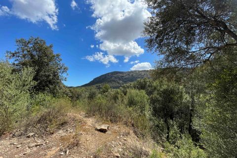 Terra a Sa Pobla, Mallorca, Sa Pobla - € 350.000 | Ref: 79661 - foto 8