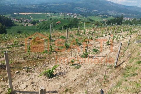 Terra a Ceivaes e Badim, Viana do Castelo, Ceivaes e Badim - € 18.000 | Ref: SAFTI:005451 - foto 4