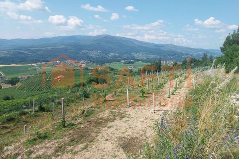 Terra a Ceivaes e Badim, Viana do Castelo, Ceivaes e Badim - € 18.000 | Ref: SAFTI:005451 - foto 6