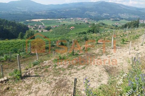Terra a Ceivaes e Badim, Viana do Castelo, Ceivaes e Badim - € 18.000 | Ref: SAFTI:005451 - foto 9