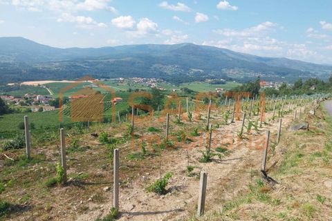 Terra a Ceivaes e Badim, Viana do Castelo, Ceivaes e Badim - € 18.000 | Ref: SAFTI:005451 - foto 10