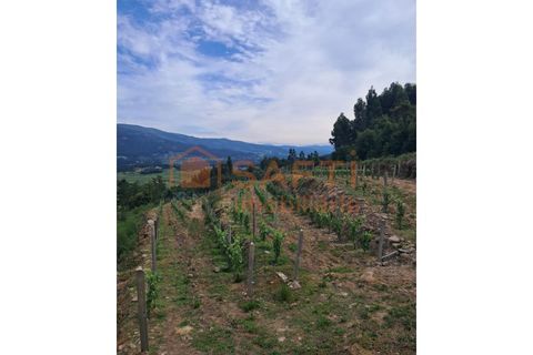 Terra a Ceivaes e Badim, Viana do Castelo, Ceivaes e Badim - € 18.000 | Ref: SAFTI:005451 - foto 2