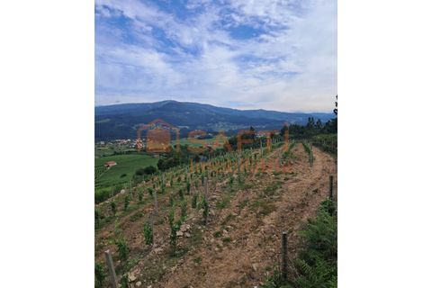 Terra a Ceivaes e Badim, Viana do Castelo, Ceivaes e Badim - € 18.000 | Ref: SAFTI:005451 - foto 3