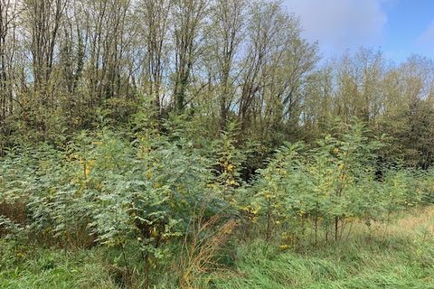 Terra a Saint-Thomas-De-Conac, Charente-Maritime, Saint-Thomas-De-Conac - € 54.500 | Ref: CC3081 - foto 8