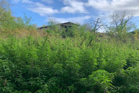 Terra a Saint-Thomas-De-Conac, Charente-Maritime, Saint-Thomas-De-Conac - € 54.500 | Ref: CC3081 - foto 15