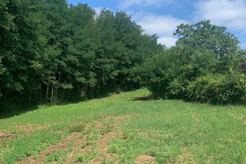 Terra a Saint-Thomas-De-Conac, Charente-Maritime, Saint-Thomas-De-Conac - € 54.500 | Ref: CC3081 - foto 18