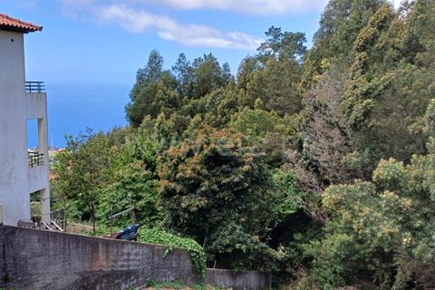 Terra a Ribeira Brava, Madeira, Ribeira Brava - € 40.000 | Ref: 081240182 - foto 6