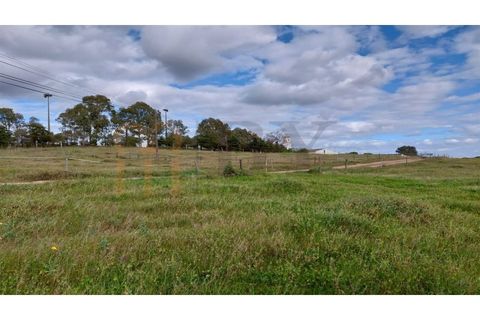 Terra a Castro Verde, Beja, Castro Verde - € 300.000 | Ref: BYS-782 - foto 3