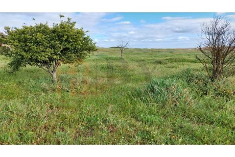 Terra a Castro Verde, Beja, Castro Verde - € 300.000 | Ref: BYS-782 - foto 5