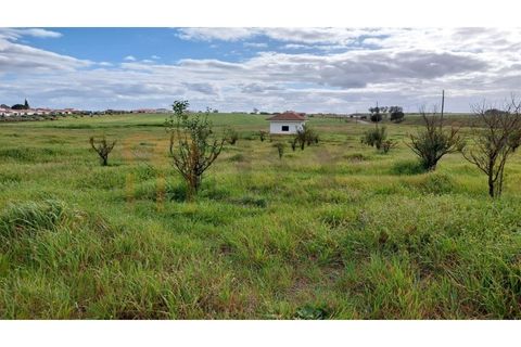 Terra a Castro Verde, Beja, Castro Verde - € 300.000 | Ref: BYS-782 - foto 6