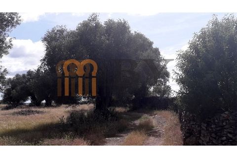 Helårsgrund i Beja, Beja, Beja - € 18.500 | Ref: BYS-402 - foto 6