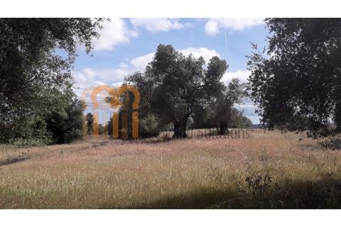 Helårsgrund i Beja, Beja, Beja - € 18.500 | Ref: BYS-402 - foto 8