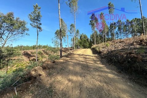 Landejendom i Serta, Castelo Branco, Serta - € 79.000 | Ref: VV332/0624 - foto 8