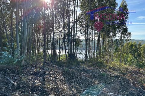 Landejendom i Serta, Castelo Branco, Serta - € 79.000 | Ref: VV332/0624 - foto 32