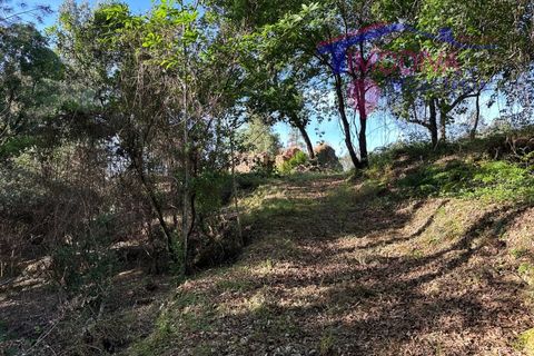 Landejendom i Serta, Castelo Branco, Serta - € 79.000 | Ref: VV332/0624 - foto 47