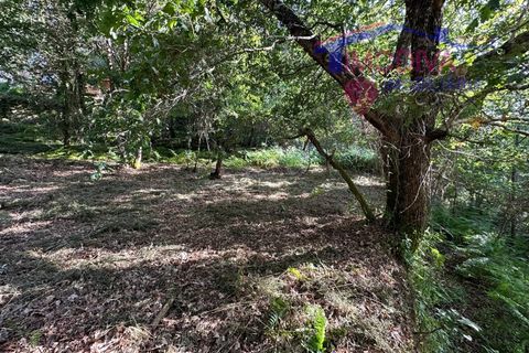 Landejendom i Serta, Castelo Branco, Serta - € 79.000 | Ref: VV332/0624 - foto 49