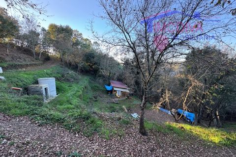 Landejendom i Serta, Castelo Branco, Serta - € 79.000 | Ref: VV332/0624 - foto 6
