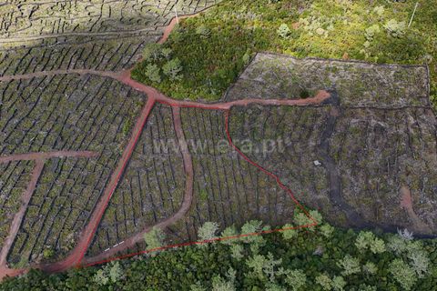 Helårsgrund i Sao Roque do Pico, Pico, Sao Roque do Pico - € 39.000 | Ref: 374240169 - foto 2