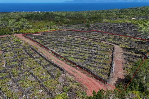 Helårsgrund i Sao Roque do Pico, Pico, Sao Roque do Pico - € 39.000 | Ref: 374240169 - foto 3
