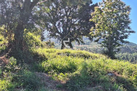 Terra a Ponte de Lima, Viana do Castelo, Ponte de Lima - € 75.000 | Ref: AV6020 - foto 10