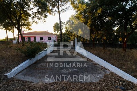 Terra a Chamusca, Santarem, Chamusca - € 42.000 | Ref: 8577 - foto 2