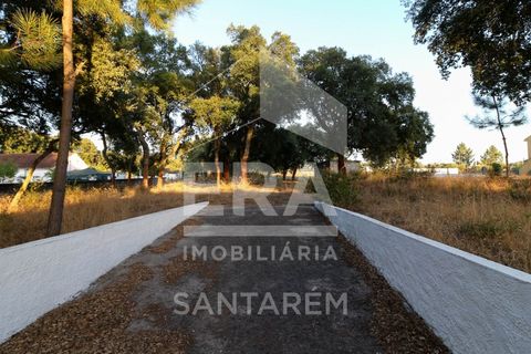 Terra a Chamusca, Santarem, Chamusca - € 42.000 | Ref: 8577 - foto 3
