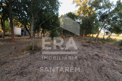 Terra a Chamusca, Santarem, Chamusca - € 42.000 | Ref: 8577 - foto 6
