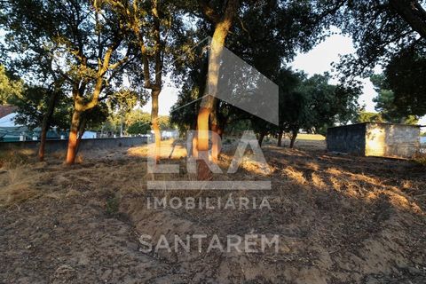 Terra a Chamusca, Santarem, Chamusca - € 42.000 | Ref: 8577 - foto 7