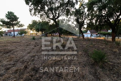Terra a Chamusca, Santarem, Chamusca - € 42.000 | Ref: 8577 - foto 8