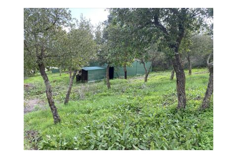Terra a Aljezur, Faro, Aljezur - € 185.000 | Ref: T-467 - foto 5
