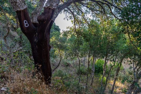 Villa i Aljezur, Faro, Aljezur - € 480.000 | Ref: Qt-437 - foto 5