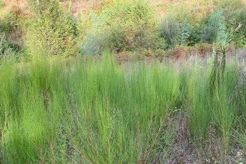 Helårsgrund i Monchique, Faro, Monchique - € 47.000 | Ref: T-526 - foto 3